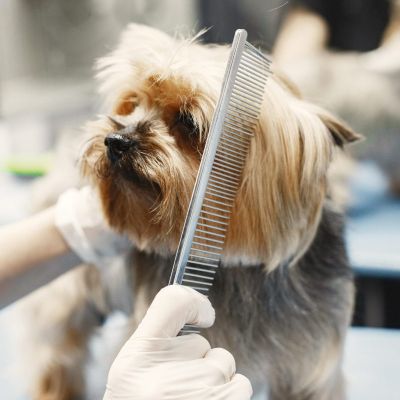 prestataires animaliers